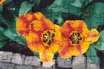 tulips jigsaw puzzle