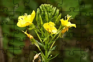 fiore giallo jigsaw puzzle