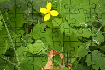 fiore giallo jigsaw puzzle