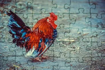 Toy jigsaw puzzle