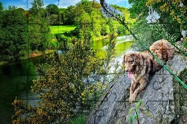 Chien jigsaw puzzle