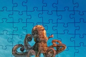 CIAO...POLPETTINA jigsaw puzzle