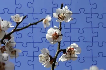 Toy jigsaw puzzle