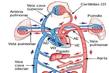 sistema cardiovaslar jigsaw puzzle