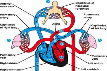 פאזל של Circulatory System