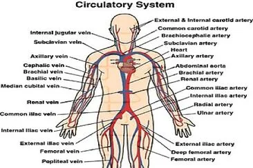 Major Veins and Arteries jigsaw puzzle