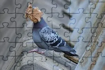 可愛動物 jigsaw puzzle