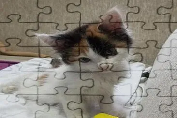 Gato jigsaw puzzle