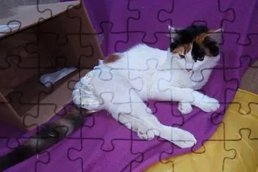 Gato jigsaw puzzle