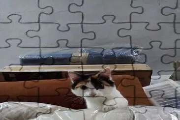 Gato jigsaw puzzle