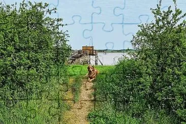 Chien jigsaw puzzle