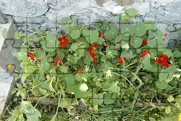 flower jigsaw puzzle