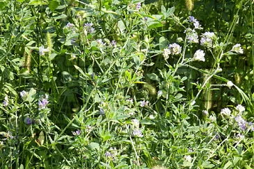 fiori azzurri