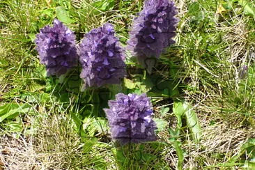 flower jigsaw puzzle