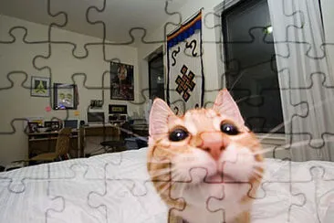 פאזל של gato