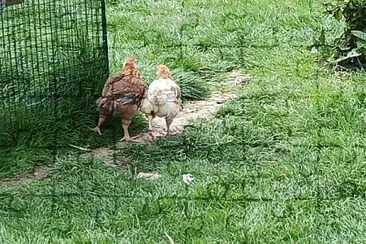 Mes poussins inséparables