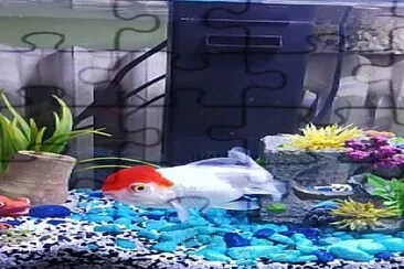 פאזל של Tête Rouge le Poisson rouge Japonais