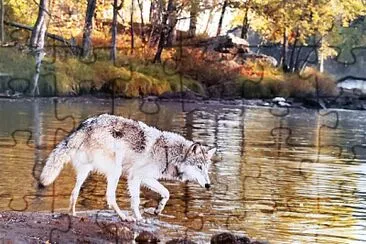 Lobo en un lago-bosque