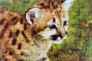 Pequeño Tigre jigsaw puzzle