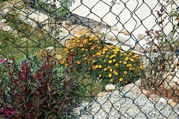 fiori di giardino