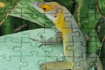 iguane