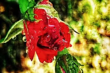 rose jigsaw puzzle