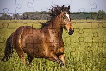 horse