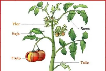 Raiz tallo hojas flor y fruto