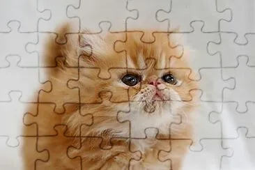 Gato persa bebe jigsaw puzzle