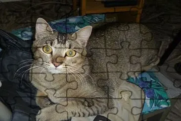 REX jigsaw puzzle