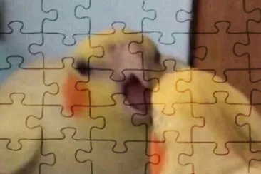 calopsita gritando consigo mesma jigsaw puzzle