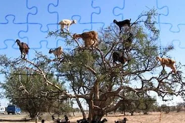 Goat tree