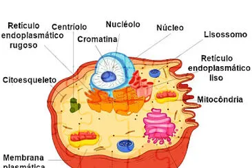 פאזל של Conteúdos estudados na turma do 6º Ano Ensino Fundamental