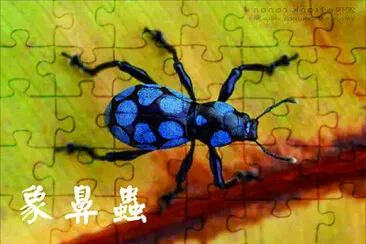 昆蟲 jigsaw puzzle