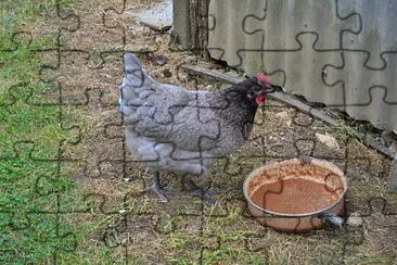 poule jigsaw puzzle