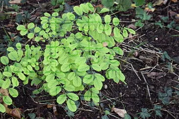 FOGLIE DI RUBINIA