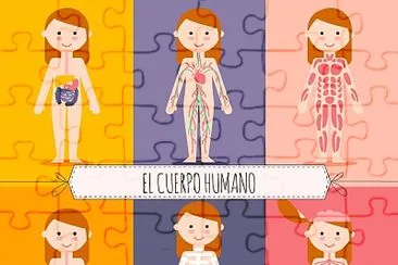 El cuerpo humano jigsaw puzzle