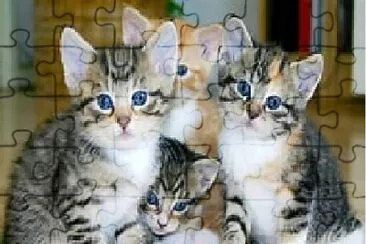 פאזל של Quadruple Tabby Family