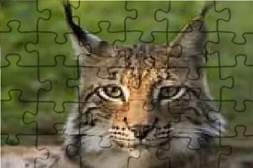 Alaska Lynx jigsaw puzzle