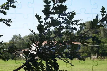 fronda d 'albero jigsaw puzzle