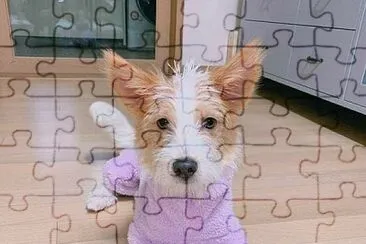 Hank jigsaw puzzle