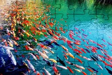 Koi jigsaw puzzle