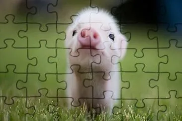 Un lindo cerdito jigsaw puzzle