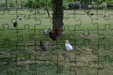 poule jigsaw puzzle