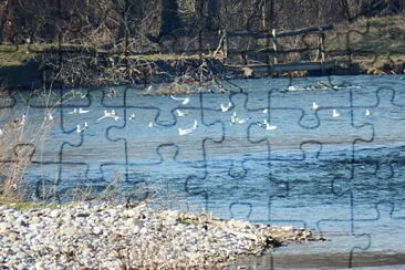 gabbiani nel fiume