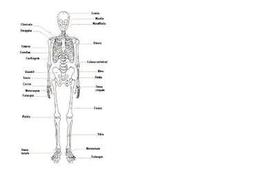Esqueleto (Ossos)