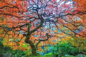 Colorful tree