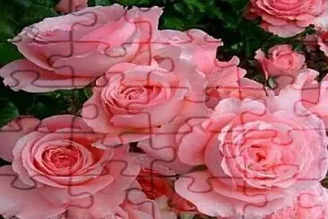 Rosas jigsaw puzzle