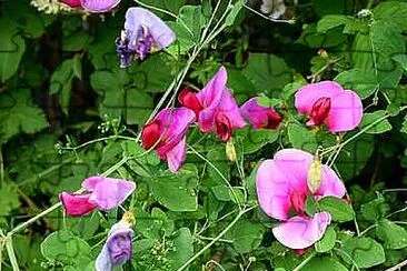 פאזל של Sweet Peas