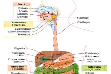 sistema digestivo